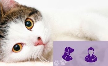 Anade Centro Veterinario