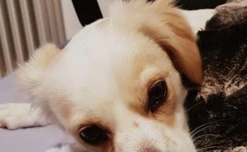 Clínica Veterinaria Argos