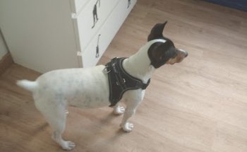 Clínica Veterinaria Paws Patas