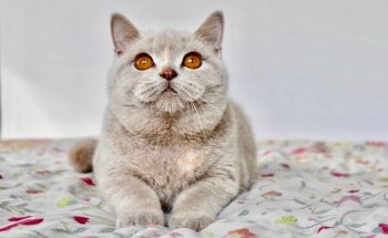 Centro Veterinario Noega