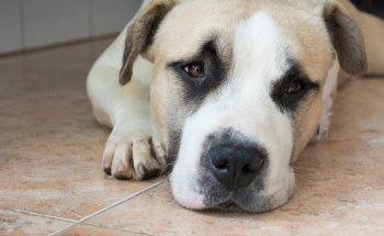 Clínica Veterinaria Sant Vicent