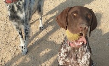 Clínica veterinaria El Caroig