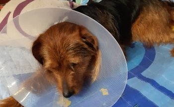 Centro Veterinario Montrove