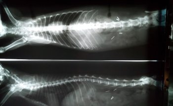 Centro Veterinario Cedeira