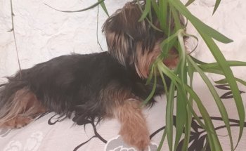 Clínica Veterinaria Gespiber