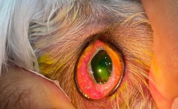 HGVET - Centro Veterinario DRACO