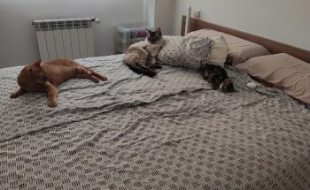 Anaga Centro Veterinario