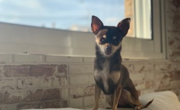 Clínica Veterinaria Cádiz 33