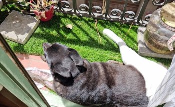 Veterinario - L'animalari