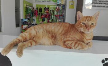 CLÍNICA VETERINARIA 