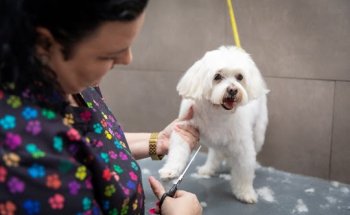 Picanya - Grup Veterinari