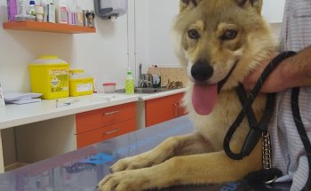 Clínica Veterinaria Natura