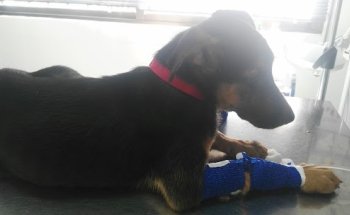 Clínica Veterinaría Pilas