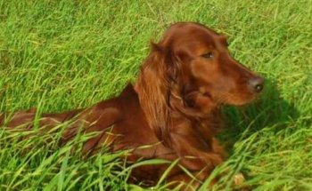 Clínica Veterinaria Pel i Plomes