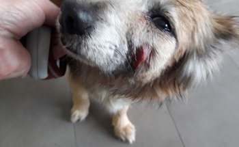 Clinica Veterinaria Campos