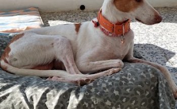 Clínica Veterinaria hiroc