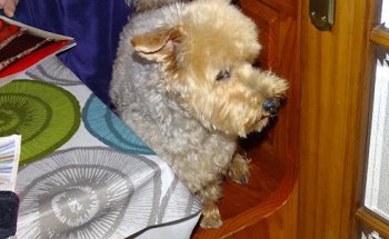 Nou Premià Veterinaris (VETERALIA)