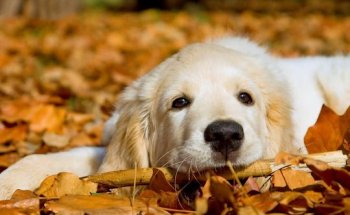 Centro Veterinario La Riera