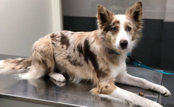 Pratdesaba Veterinaris Taradell