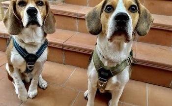 Clínica Veterinaria Perseo Montecarmelo