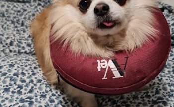 Clínica Veterinaria El Caudal