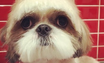 Consultorio Veterinario Huellas