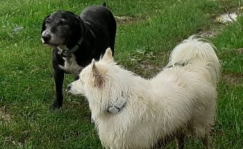 Centro Veterinario Antoni Triola