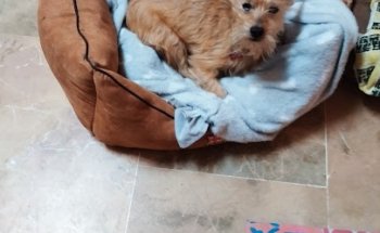 Centro Veterinario Can Roses