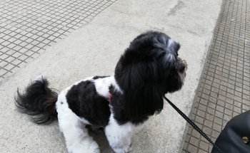 ESPAI VETERINARI SA POBLA