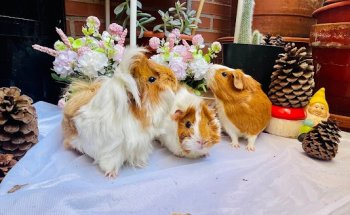 Centro Veterinario San Agustín