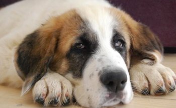 Centro Veterinario Langreo