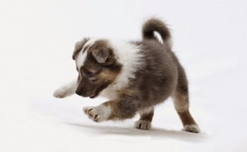 Clínica Veterinaria Antuña