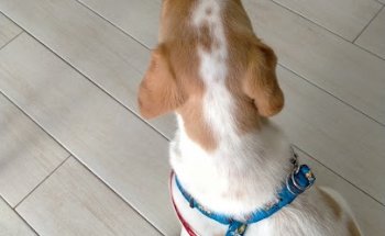 Clinivet - Veterinaris