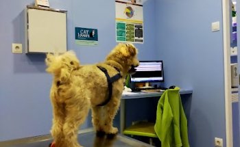 Medivet Mascots Sant Celoni