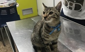 Clínica Veterinària Ibarrechevea Deó (VETERALIA)