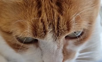 Vida Animal Clínica Veterinària (Santpedor)