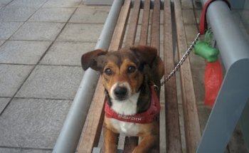 Centro Veterinario Santa Brígida