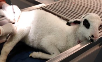 Praxis Veterinaria-Clínica veterinaria