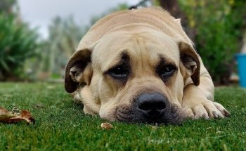 Clínica Veterinaria Santa María De Guía