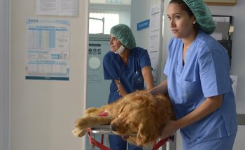 Hospital Clínico Veterinario