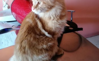 Clinica Veterinaria Maspalomas