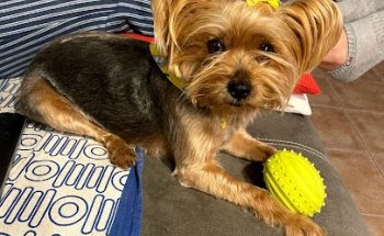 Ilustre Colegio Oficial de Veterinarios de Las Palmas