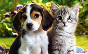 Centro Veterinario Nayra O´Shanahan