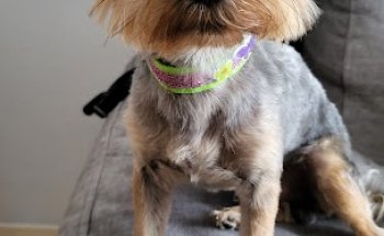 Clínica Veterinaria Las Medianias II