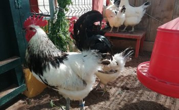 Centro Veterinario Sixto Henriquez