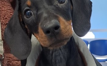 Clínica Veterinaria San Bernardo