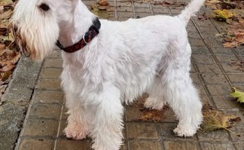 Clínica Veterinaria L'Albufera - Silla