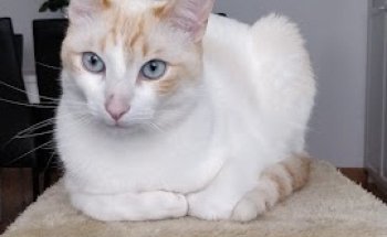 Clínica Veterinaria Villa de Cobeña