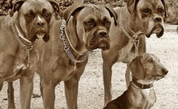 LaVet Veterinarios del Centro