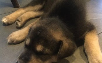 Clínica Veterinaria Almagro